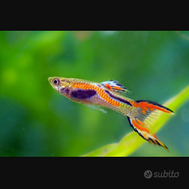 Pesci endler acquario dolce