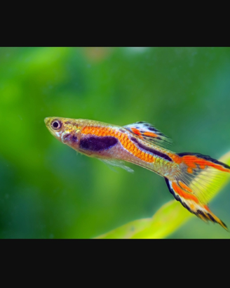 Pesci endler acquario dolce