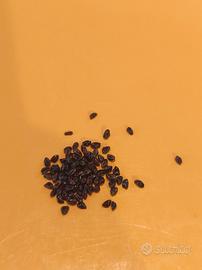 mix 100 semi piante grasse astrophytum 