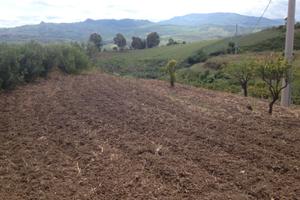 Vendita Rustico con terreno a Sciara