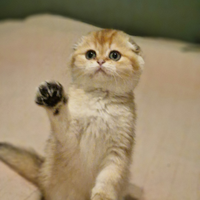 Scottish fold & straight