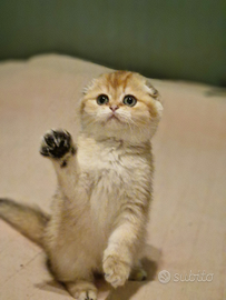 Scottish fold & straight