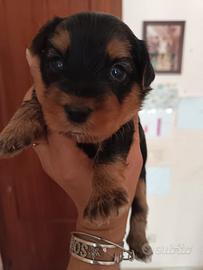 cuccioli di Yorkshire 