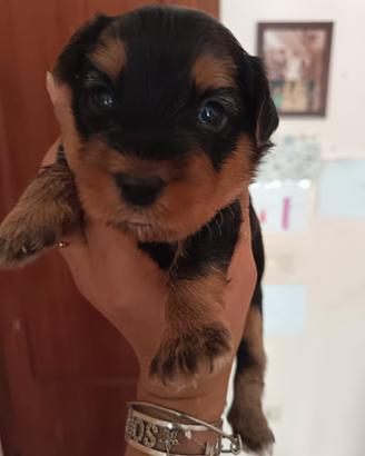 cuccioli di Yorkshire 