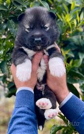 Cuccioli siberian husky