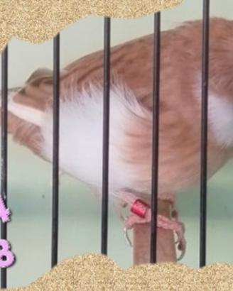 Canarini GLOSTER Corona
