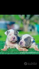 Amstaff blu occhi blu da show