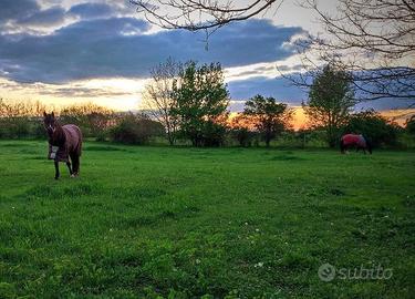 Mezza fida a Catignano