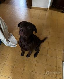 Cane maschio disponibile per accoppiamento