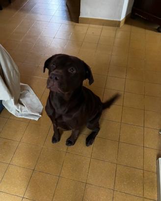 Cane maschio disponibile per accoppiamento