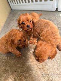 Cuccioli di cavapoo red
