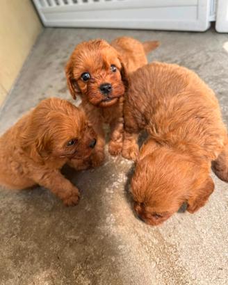 Cuccioli di cavapoo red