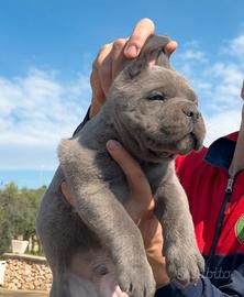 Cuccioli grigi cane corso
