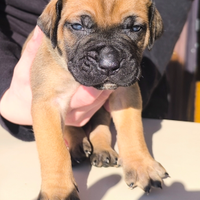 Cuccioli di Presa Canario