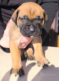 Cuccioli di Presa Canario