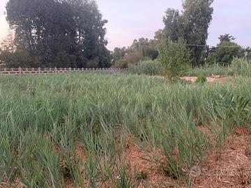 Terreno di circa 1.000 mq - ostia antica - via epa
