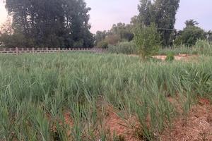 Terreno di circa 1.000 mq - ostia antica - via epa