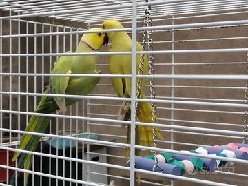 Parrocchieti da collare