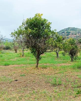 TORTOLÌ TERRENO PER ROULOTTE O CAMPER 