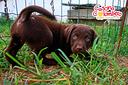 labrador-retriever-cuccioli-cioccolato