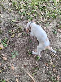 Cane da tartufo