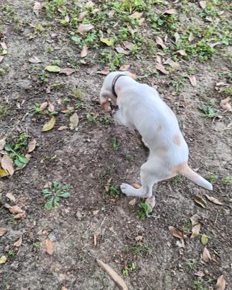 Cane da tartufo