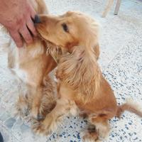 Cucciolo di cocker spaniel