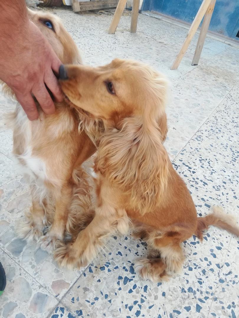 DV DESIGN Set Di 4 Penne Nere Cocker Spaniel – Cani Animali