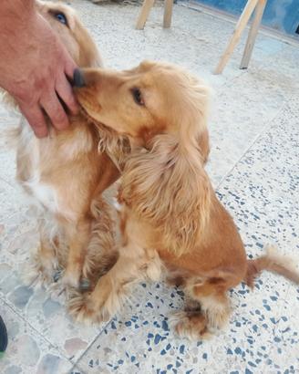 Cucciolo di cocker spaniel