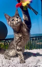 Maine Coon Maschio XXL