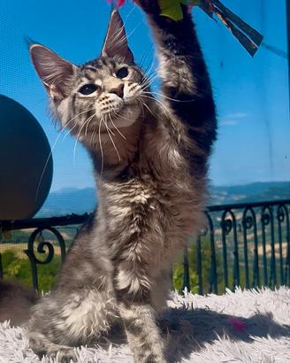 Maine Coon Maschio XXL