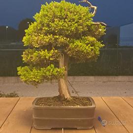 Bonsai di ginepro