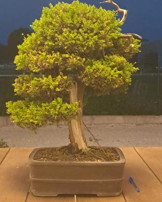 Bonsai di ginepro