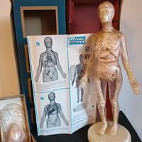 Gioco didattico corpo umano