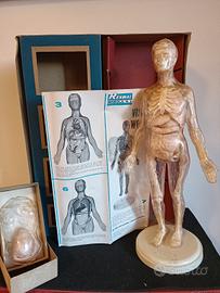 Gioco didattico corpo umano