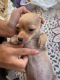 Chihuahua toy