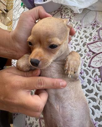 Chihuahua toy