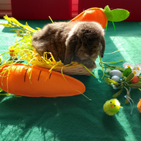 Conigli ariete nano minilop