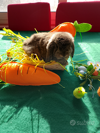 Conigli ariete nano minilop