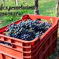 UVA DA MOSTO SICILIANA ECCELLENTE NERO D'AVOLA 