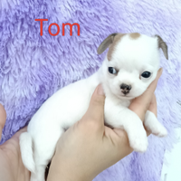 Maschietto chihuahua