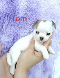 Maschietto chihuahua