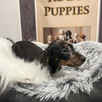 Bassotti Arlecchino maschio occhi azzurri