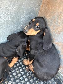 Cuccioli di segugio