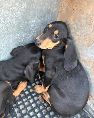 Cuccioli di segugio