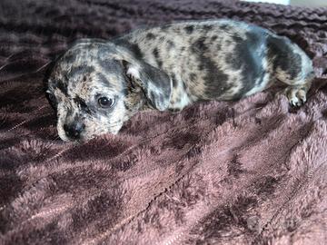 Cucciola bulldog francese
