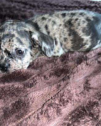 Cucciola bulldog francese