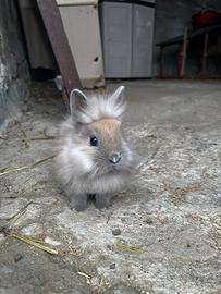 Coniglio testa di leone