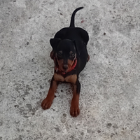 Zwergpinscher