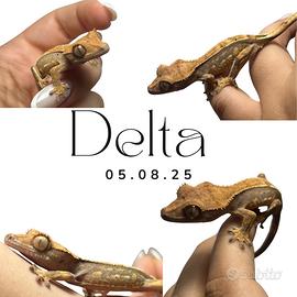 Geco Ciliatus